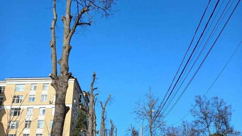 Звенигородцы обвинили управляющую компанию в уничтожении здоровых лип возле дома