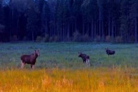 Водителей Одинцовского округа предупредили о лосях на трассе между Хлюпино и Скоротово